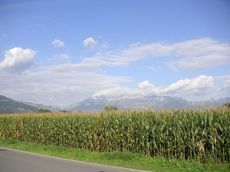 corn field.jpg